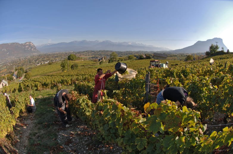 Gîte au cœur des vignes du Domaine Maréchal