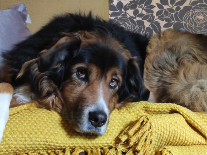 Jully , la tendresse. Elle adore les câlins, les enfants